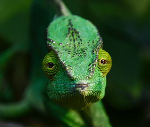 Превью обои хамелеон, ящерица, рептилия, зеленый, блюр