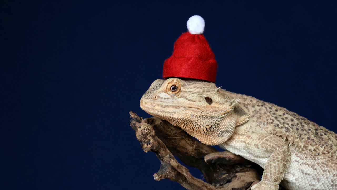Обои хамелеон, ящерица, шапка, забавный, рептилия, новый год, рождество