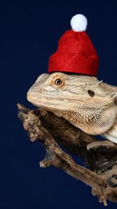 Превью обои хамелеон, ящерица, шапка, забавный, рептилия, новый год, рождество