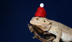 Превью обои хамелеон, ящерица, шапка, забавный, рептилия, новый год, рождество