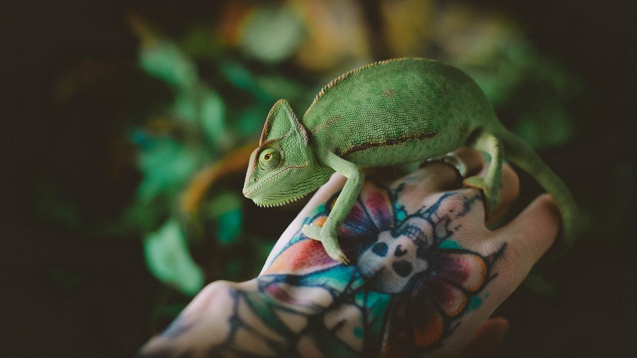 Обои хамелеон, ящерица, татуировка, рука, рептилия, зеленый