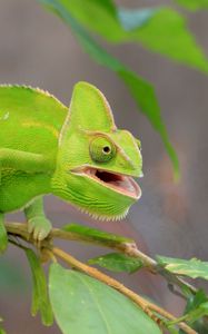 Превью обои хамелеон, ящерица, ветка, зеленый, забавный