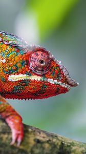 Превью обои хамелеон, кожа, чешуя, взгляд, цветной, блюр
