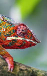 Превью обои хамелеон, кожа, чешуя, взгляд, цветной, блюр