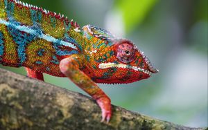 Превью обои хамелеон, кожа, чешуя, взгляд, цветной, блюр