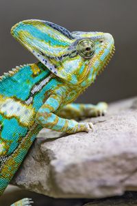 Превью обои хамелеон, пятна, рептилия, камни, экзотика