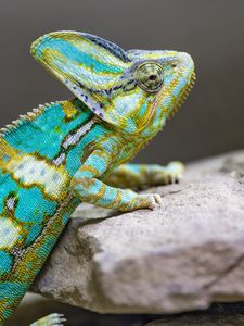 Превью обои хамелеон, пятна, рептилия, камни, экзотика
