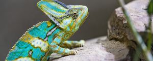 Превью обои хамелеон, пятна, рептилия, камни, экзотика