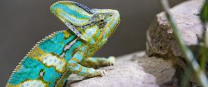 Превью обои хамелеон, пятна, рептилия, камни, экзотика
