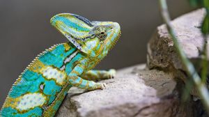 Превью обои хамелеон, пятна, рептилия, камни, экзотика