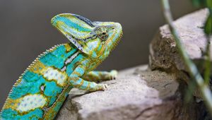 Превью обои хамелеон, пятна, рептилия, камни, экзотика