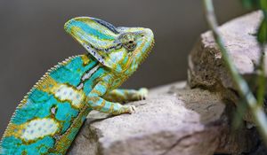 Превью обои хамелеон, пятна, рептилия, камни, экзотика