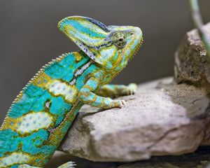Превью обои хамелеон, пятна, рептилия, камни, экзотика