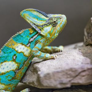 Превью обои хамелеон, пятна, рептилия, камни, экзотика
