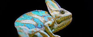 Превью обои хамелеон, рептилия, ящерица, взгляд, бирюзовый