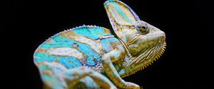 Превью обои хамелеон, рептилия, ящерица, взгляд, бирюзовый