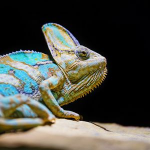 Превью обои хамелеон, рептилия, ящерица, взгляд, бирюзовый