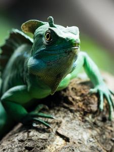Превью обои хамелеон, рептилия, милый, зеленый