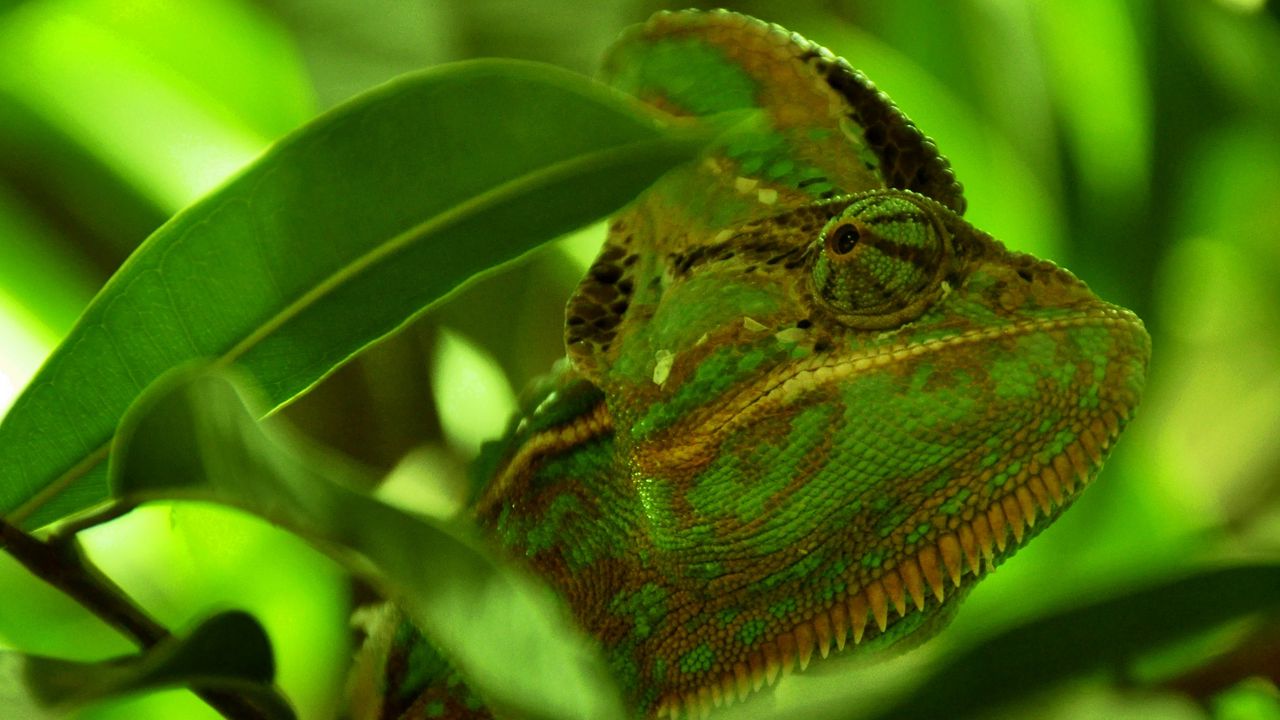 Обои хамелеон, рептилия, окрас, листья