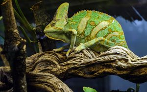 Превью обои хамелеон, рептилия, зеленый, мимикрия