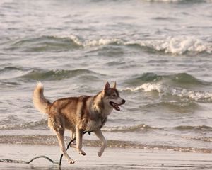 Превью обои хаска, берег, море, бежать