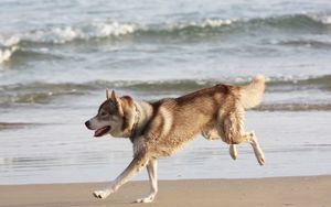 Превью обои хаска, собака, море, берег, бежать