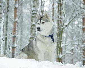 Превью обои хаска, собака, ошейник, снег, охота