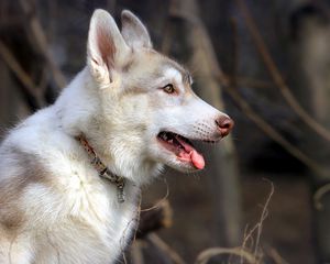 Превью обои хаска, собака, отдых, профиль