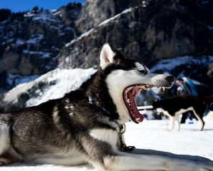 Превью обои хаска, собака, пасть, снег