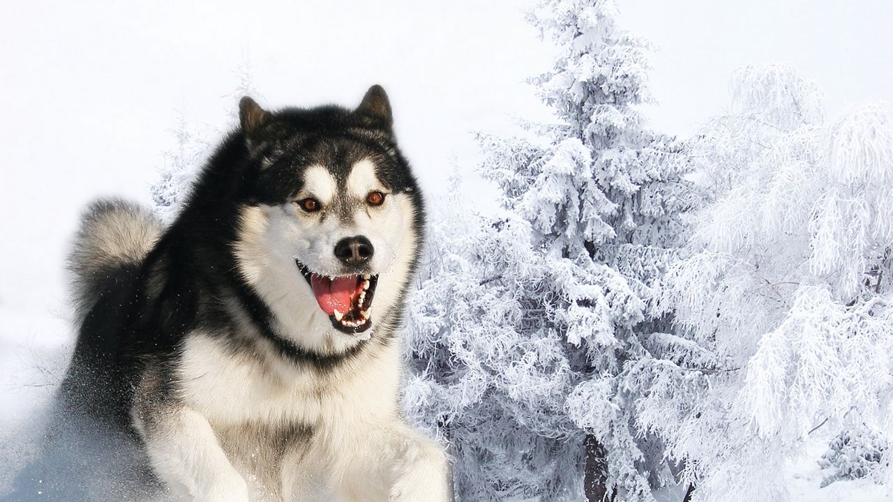 Обои хаска, собака, пушистый, морда, шерсть, снег, зима, бежать