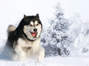 Превью обои хаска, собака, пушистый, морда, шерсть, снег, зима, бежать