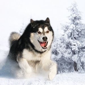 Превью обои хаска, собака, пушистый, морда, шерсть, снег, зима, бежать