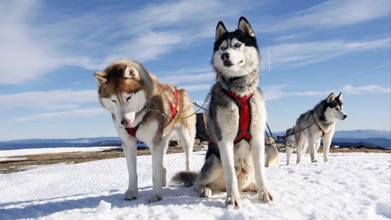 Обои хаски, пара, собаки, снег, аляска