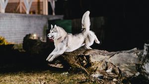Превью обои хаски, прыжок, собака