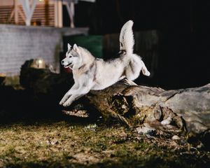 Превью обои хаски, прыжок, собака