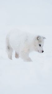 Превью обои хаски, щенок, собака, белый, снег