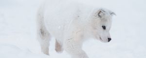 Превью обои хаски, щенок, собака, белый, снег