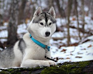 Превью обои хаски, снег, ошейник, охота, внимательность