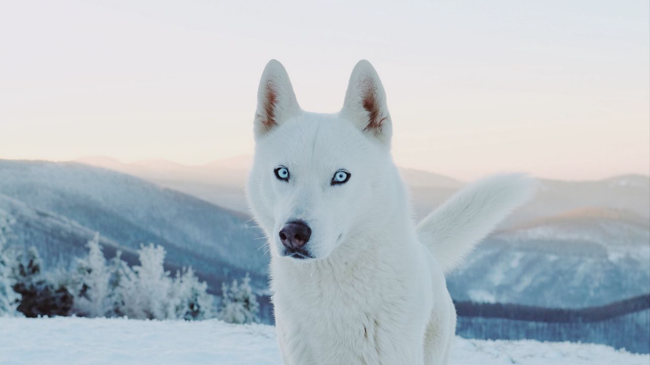 Обои хаски, собака, белый, снег