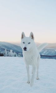 Превью обои хаски, собака, белый, снег