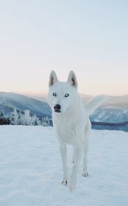 Превью обои хаски, собака, белый, снег