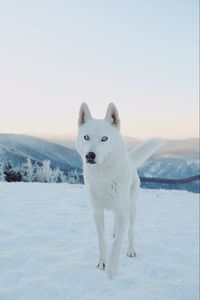 Превью обои хаски, собака, белый, снег
