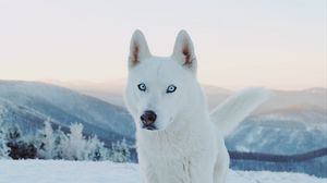 Превью обои хаски, собака, белый, снег