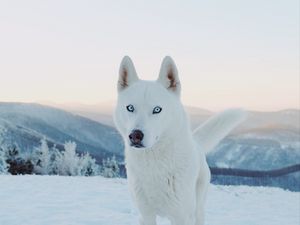 Превью обои хаски, собака, белый, снег