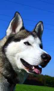 Превью обои хаски, собака, морда, взгляд