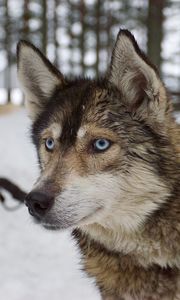 Превью обои хаски, собака, морда