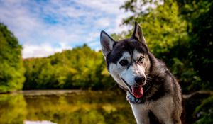 Превью обои хаски, собака, питомец, берег, гетерохромия