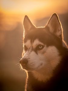 Превью обои хаски, собака, питомец, свет