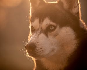 Превью обои хаски, собака, питомец, свет