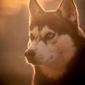 Превью обои хаски, собака, питомец, свет